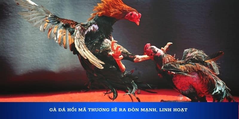 Gà đá hồi mã thương sẽ ra đòn mạnh, linh hoạt